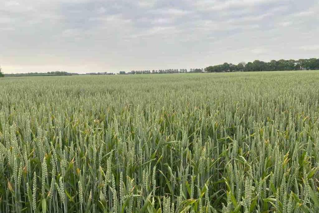 Schrijvershuisje - Sfeer & Stilte Zeeuws Vlaanderen Zaamslag Exteriér fotografie